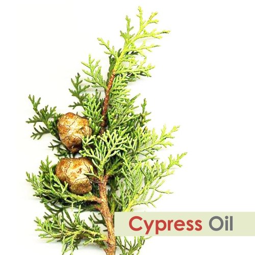 100% Pure Natural Cypress Essential Oil with Dropper - Undiluted, Uncut 50ml for Aromatherapy, Relaxation & Skin Care