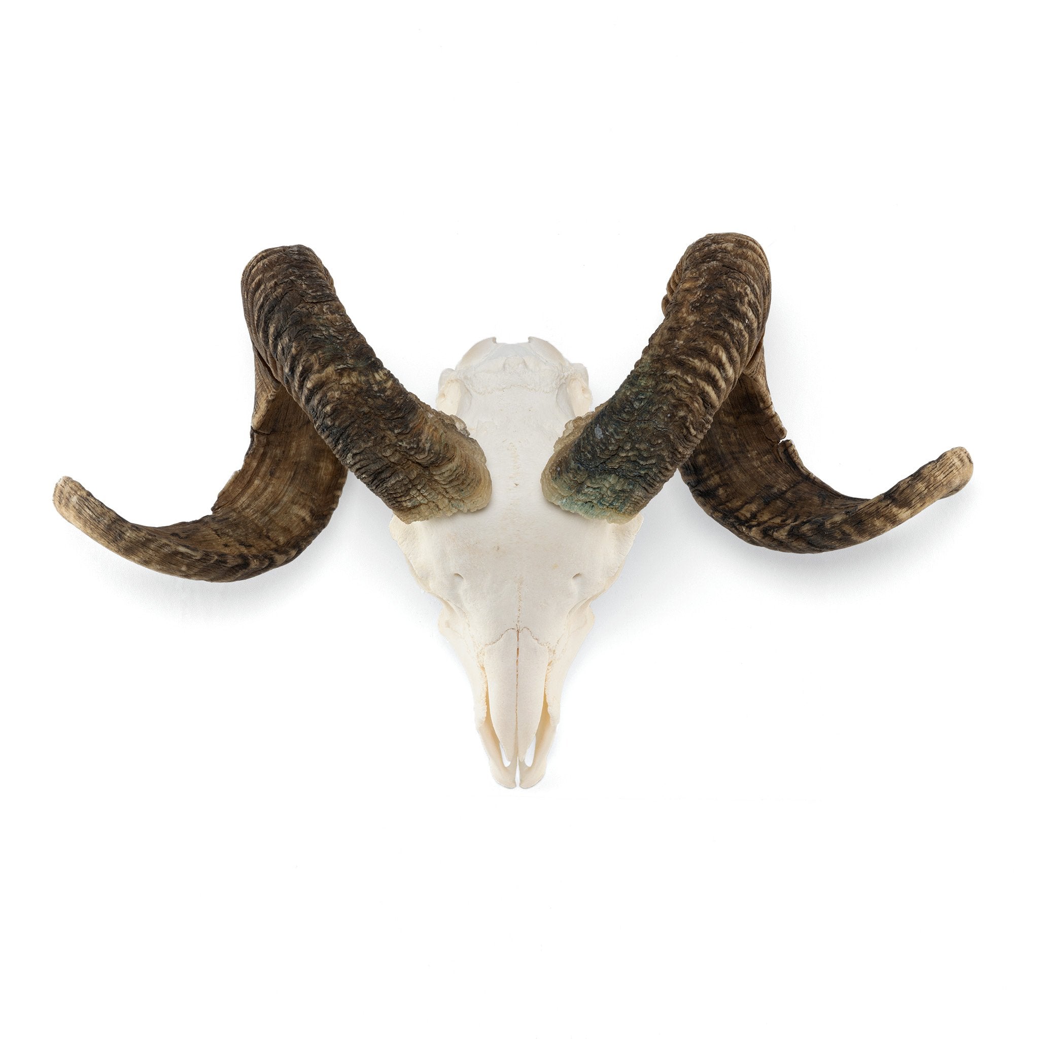 Authentic Merino Ram Skull - Premium Quality Taxidermy for Home Decor, Hunting Trophies & Gothic Interior Design