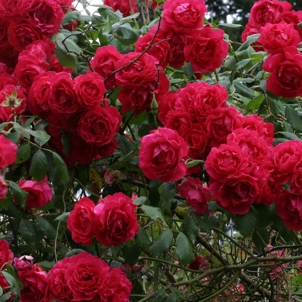 Heirloom Red Climbing Rose Plant - Blaze Rose Bush | Live Outdoor Rose Plants for Garden, Trellis & Fence | Perfect for Landscaping, Wedding Decor & Home Gardens