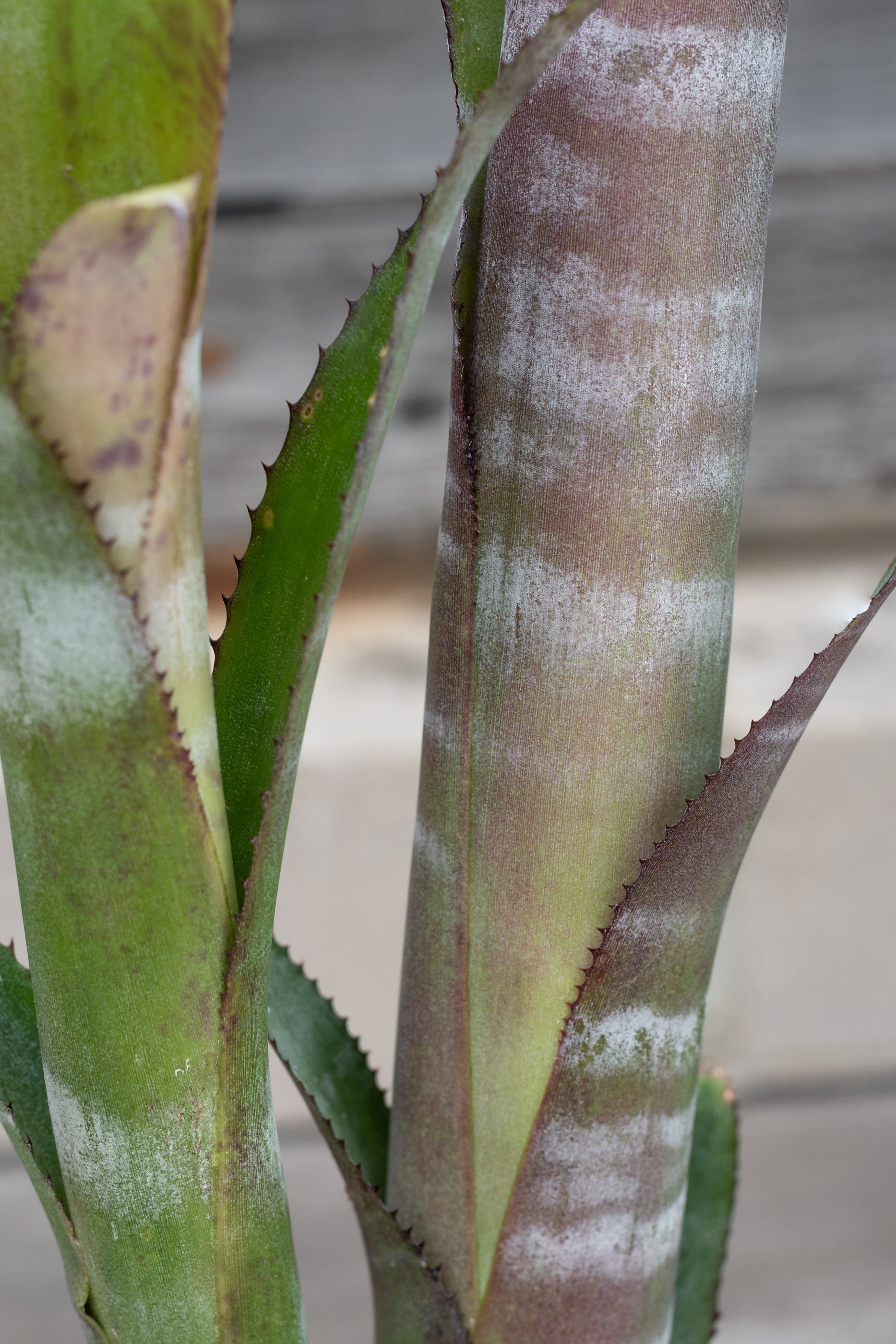 Billbergia 'Ralph Graham French' Bromeliad Plant - 6