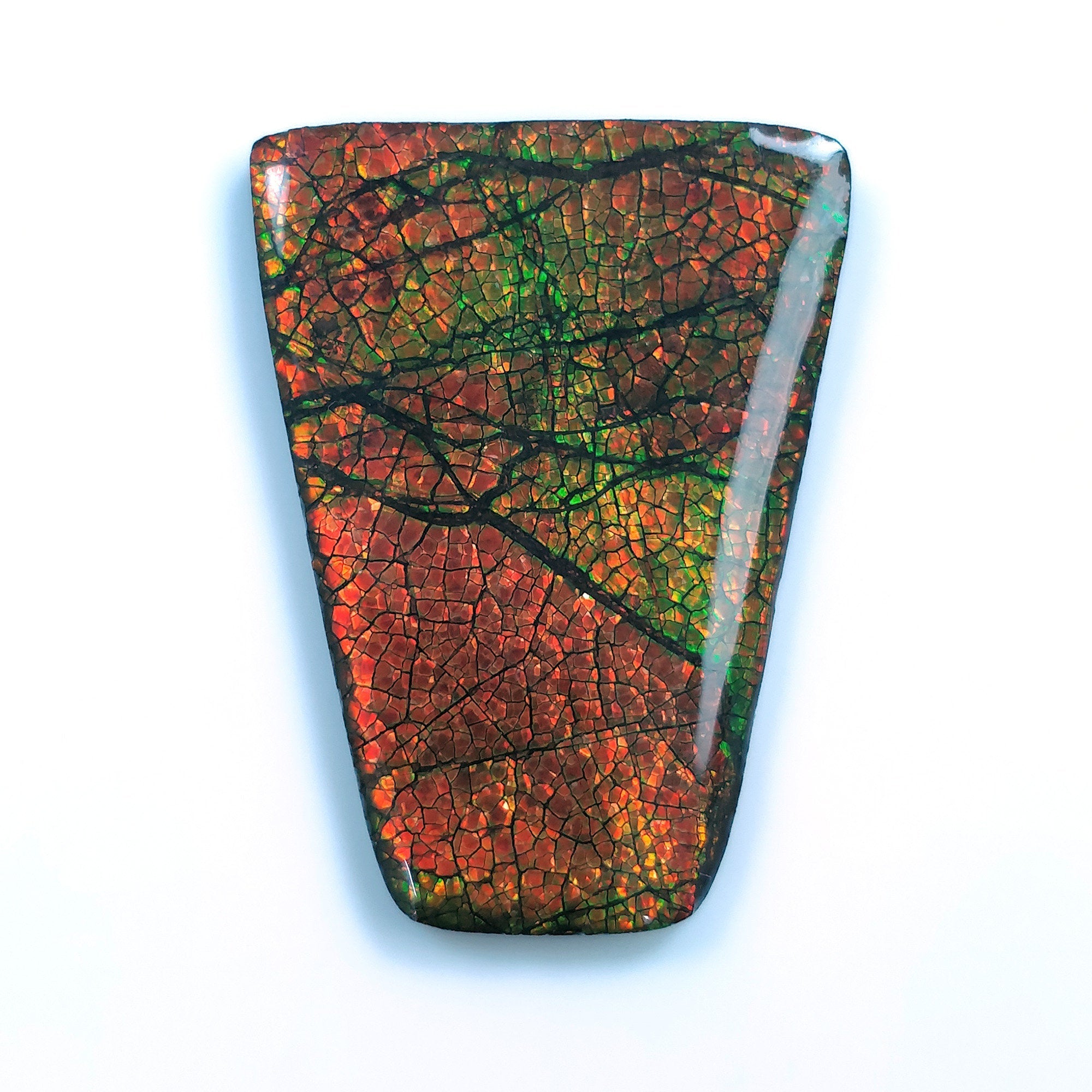 Natural Ammolite Gemstone Cabochon - 80.00cts Bi-Color Fossilized Shell, 46.5x35mm Uneven Shape (With Video) - Perfect for Jewelry Making, Collecting & Healing Crystals