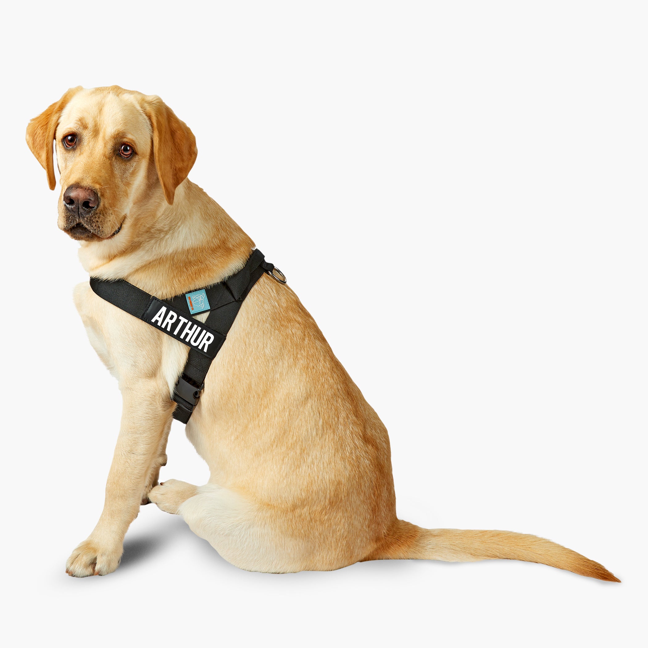 Premium No-Pull Dog Harness for Small, Medium & Large Dogs - Adjustable & Reflective - Black - Perfect for Walking, Running & Outdoor Adventures