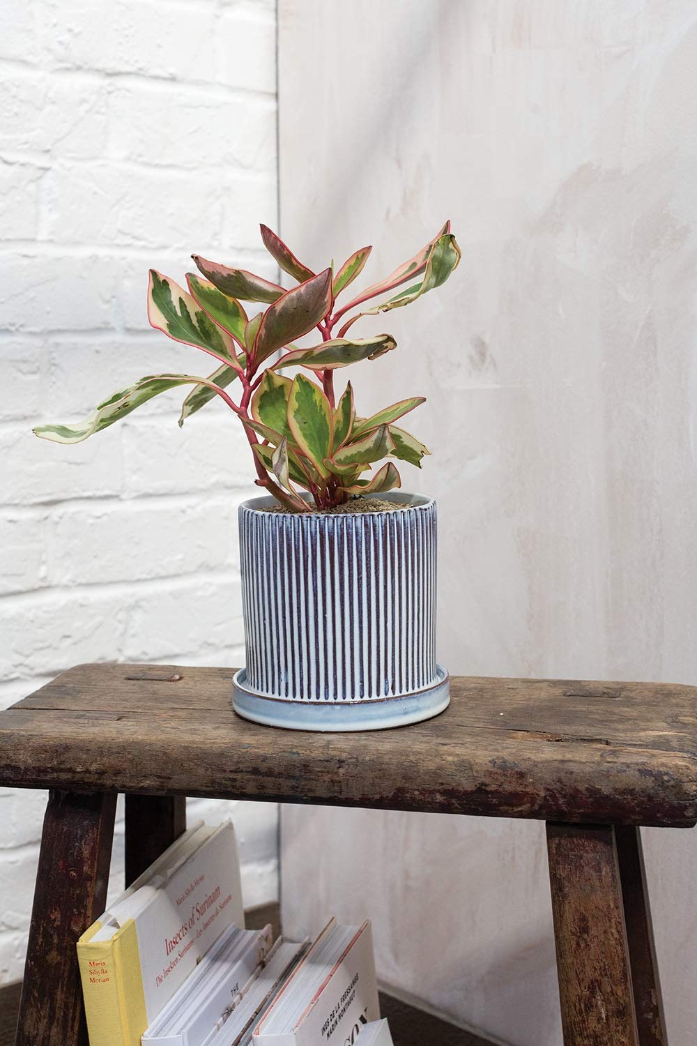 Modern Ceramic Plant Pot with Saucer - 5.75