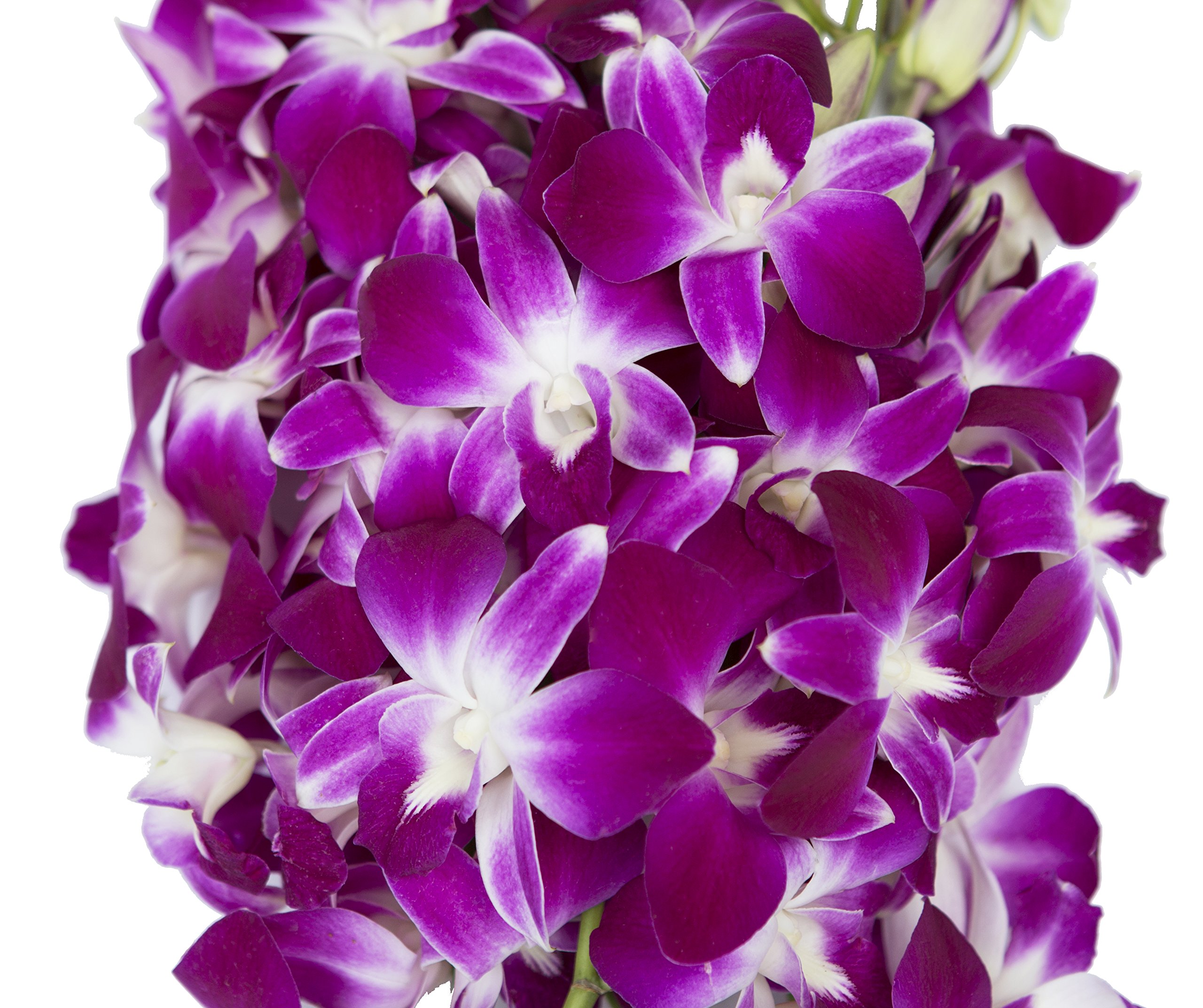 Farm2Door PRIME NEXT DAY DELIVERY - 40 Stems Purple Dendrobium Orchids for Wedding, Birthday, Anniversary, Mother's Day | Fresh Cut Flowers Gift for Home Decor, Centerpieces, Bridal Bouquets