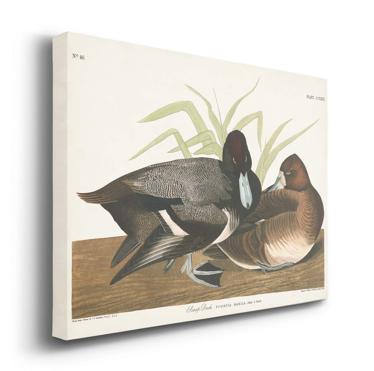 John James Audubon Scaup Duck Wall Art - Premium Gallery Wrapped Canvas Print, Bluebill Bird Decor, 32x48 Inches, Ready to Hang - Perfect for Living Room, Office or Nature-Themed Home Decor