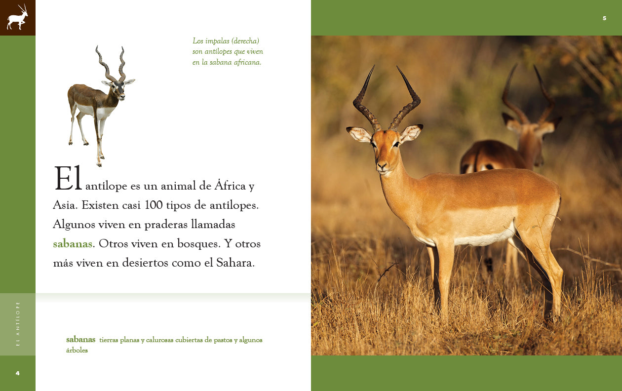 El Antilope 9781640266872 - Wildlife Animal Book for Kids & Adults - Perfect for Nature Lovers, Classroom Learning & Home Library Collections