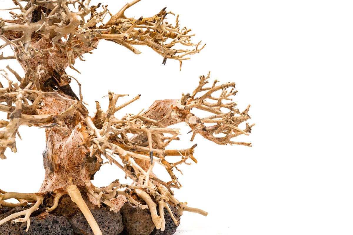 UNS Bonsai 004 - Premium Mini Bonsai Tree Kit for Home & Office Decor | Perfect Gift for Plant Lovers, Zen Garden Enthusiasts & Indoor Gardening