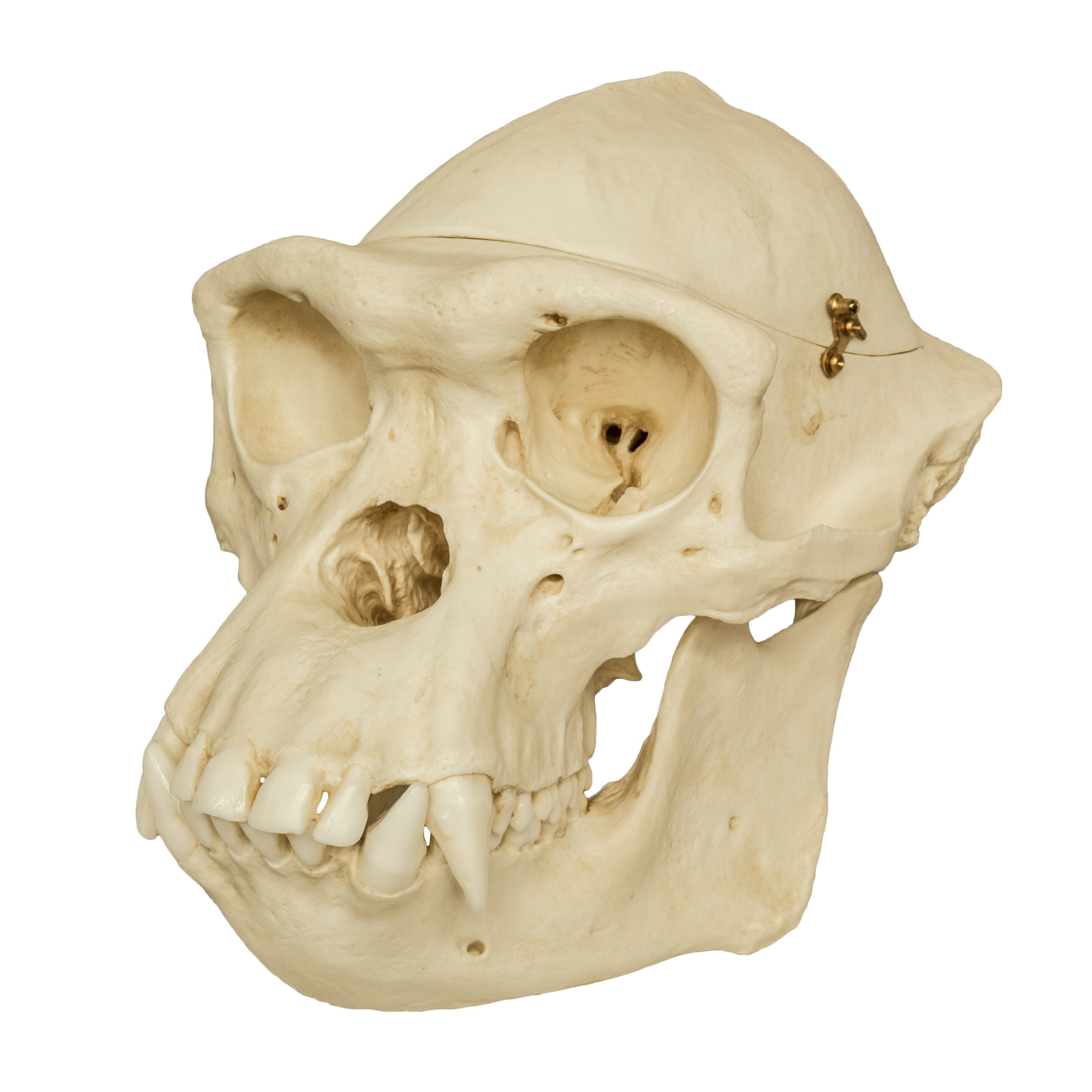 Authentic Replica Chimpanzee Male Skull with Calvarium Cut - Perfect for Anatomy Study, Biology Classrooms & Medical Education
