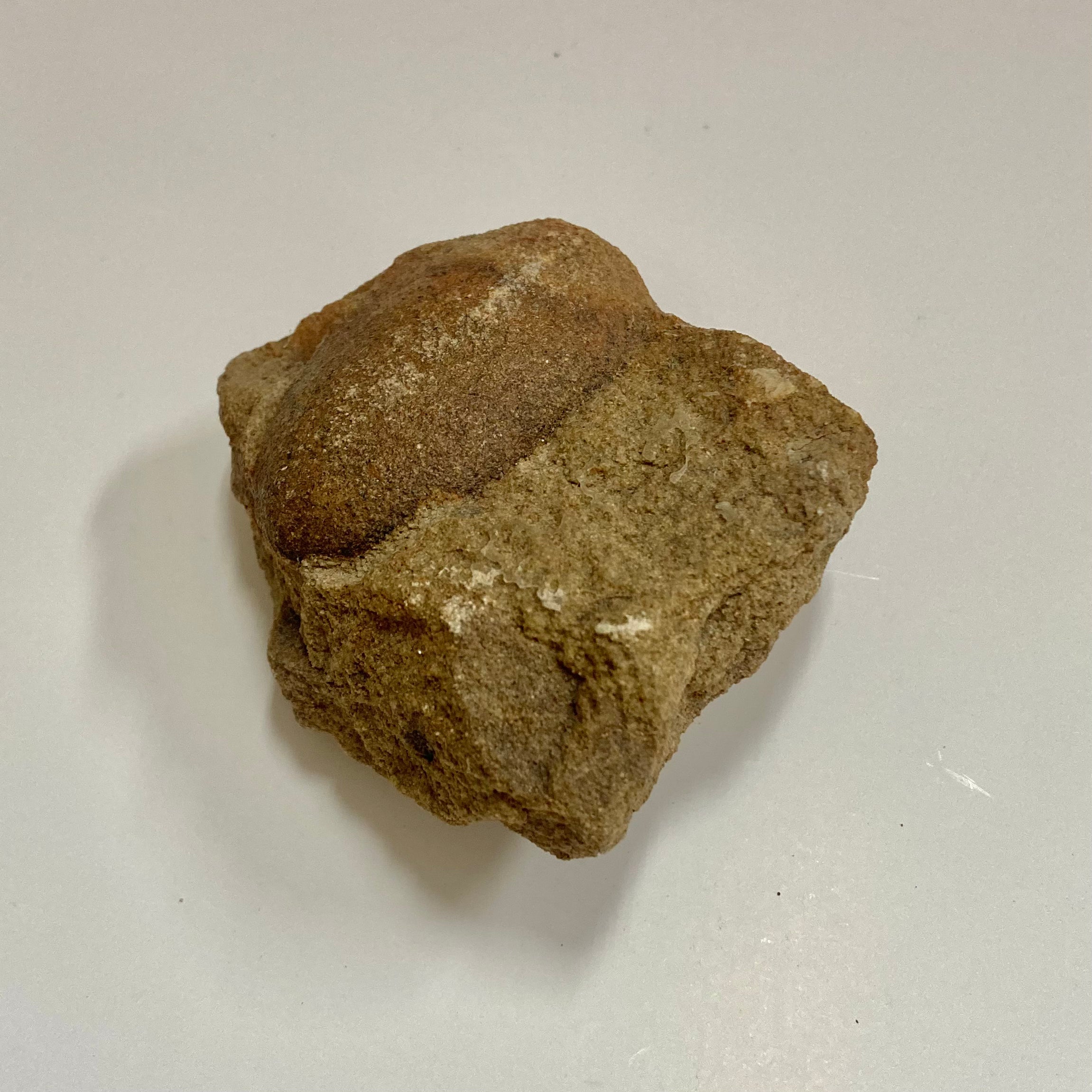 Trigonocarpus sp. Fossil Seeds for Sale - Rare Prehistoric Plant Seeds Collection - Perfect for Paleontology Enthusiasts, Educational Displays & Unique Home Decor