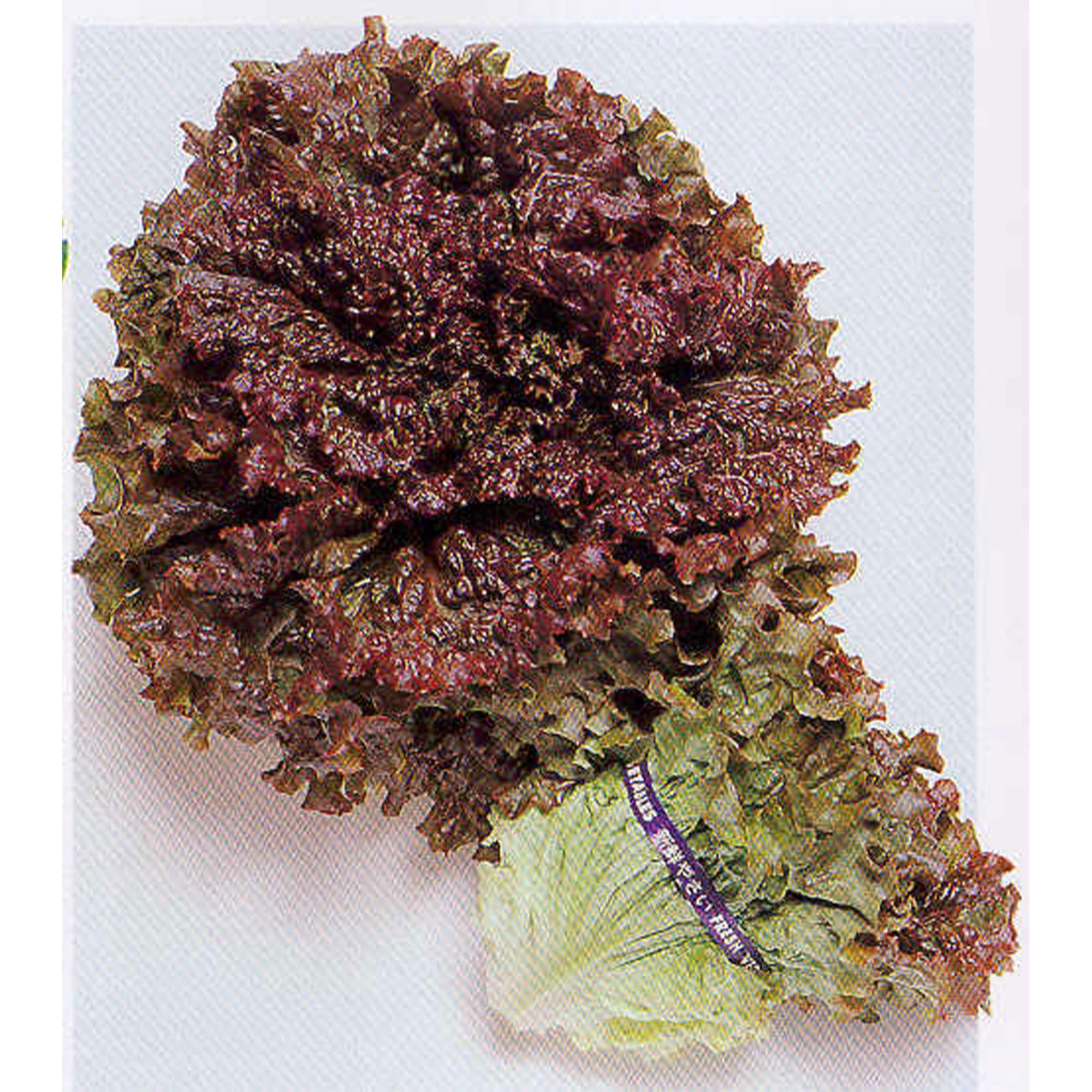 New Red Fire Leaf Lettuce Seeds - 1 Oz (~25,000 Seeds) | Non-GMO Heirloom Variety for Vegetable Gardens, Microgreens & Hydroponics | Perfect for Salads, Sandwiches & Healthy Homegrown Greens