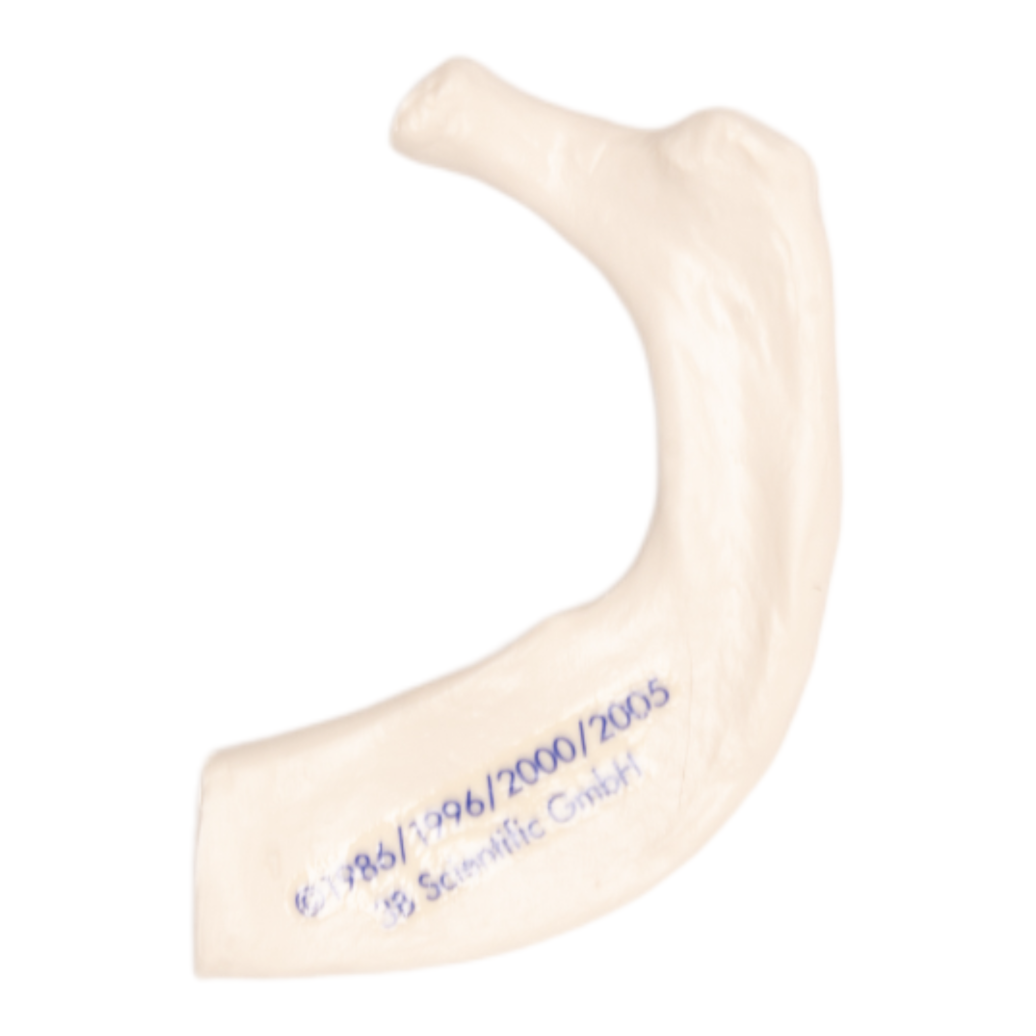 Replica Human Rib Bone - Single Piece for Medical Education, Anatomy Study, Halloween Props & Science Classroom Display
