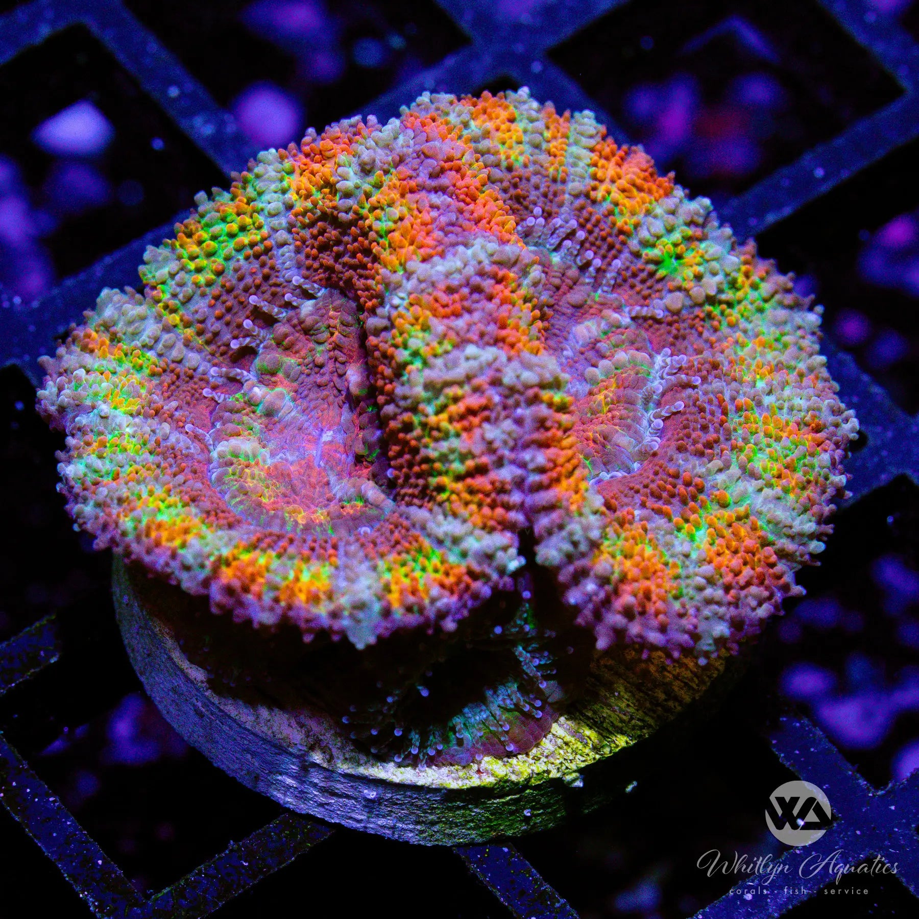 B45 WA Rainbow Road Acan Coral - WYSIWYG Live Coral for Saltwater Aquariums | Perfect for Reef Tanks & Marine Displays