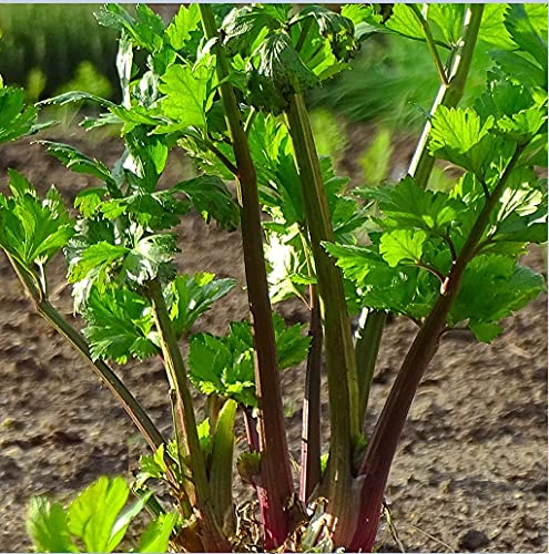 Organic Redventure Red Celery Seeds - Non-GMO Heirloom Variety (100 Count Bulk Pack) for Home Gardening, Urban Farming & Gourmet Cooking