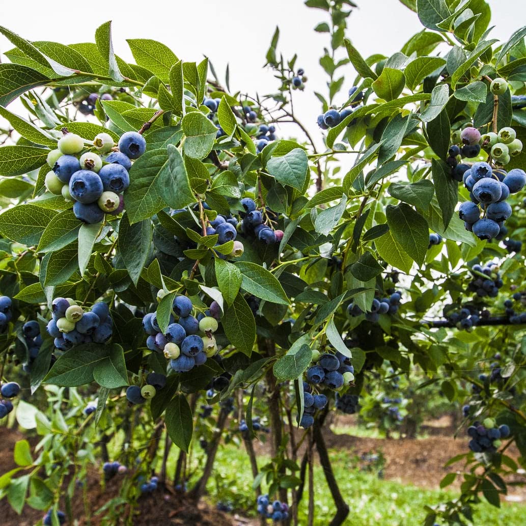 Blueberry Plants - 5 Live Plants in 6 Inch Growers Pots - Healthy Fruit Bearing Bushes for Patio, Garden & Homegrown Berries - Perfect for Fresh Eating, Baking & Landscaping