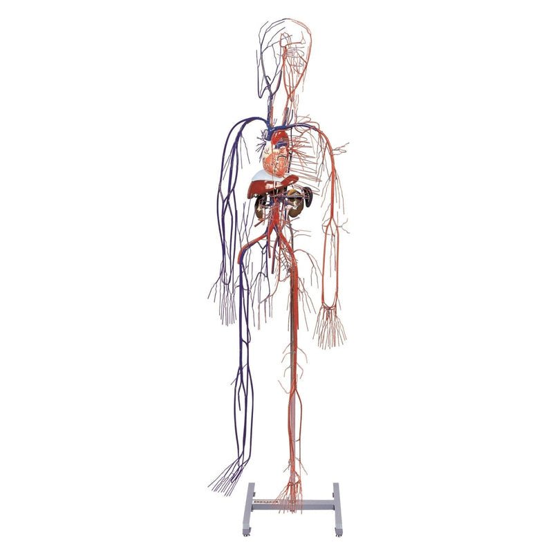 Human Full Body Circulatory System Anatomy Model - Detailed Heart & Blood Vessels for Medical Education, Classroom Study & Science Display