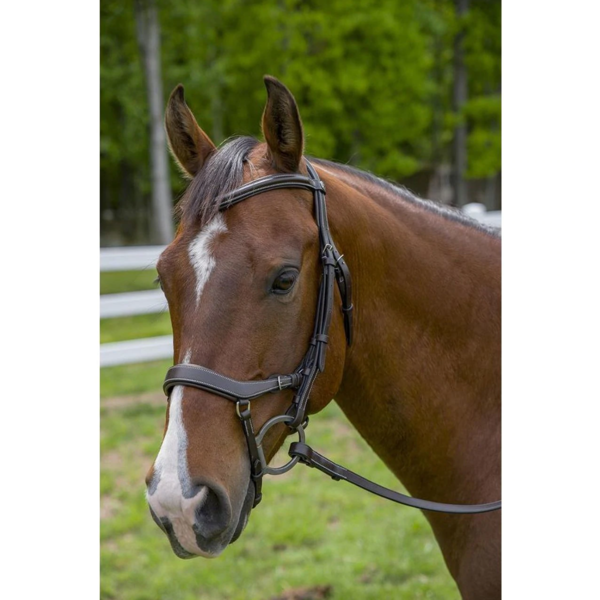 HDR Pro Anatomical Bridle - Premium Comfort & Fit for Horses - Ideal for Dressage, Jumping & Trail Riding