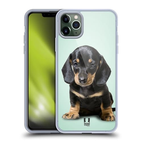 Sitting Dachshund Puppy