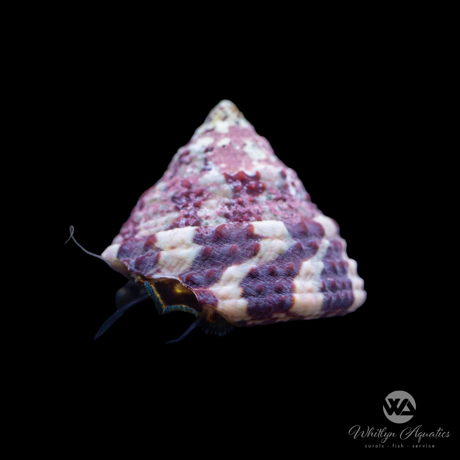 Premium Banded Trochus Snail (Trochus spp.) - Natural Algae Eater for Saltwater Aquariums | Reef Tank Cleanup Crew | Marine Snail for Coral & Fish Tanks