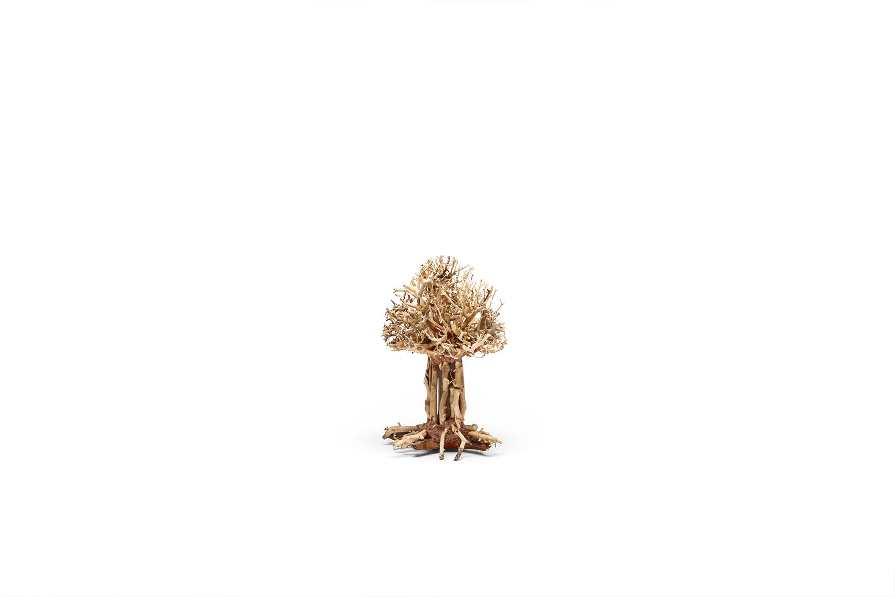Uns Bonsai 007 - Premium Mini Bonsai Tree Kit for Home & Office Decor, Perfect Gift for Plant Lovers, Zen Garden & Indoor Gardening Enthusiasts