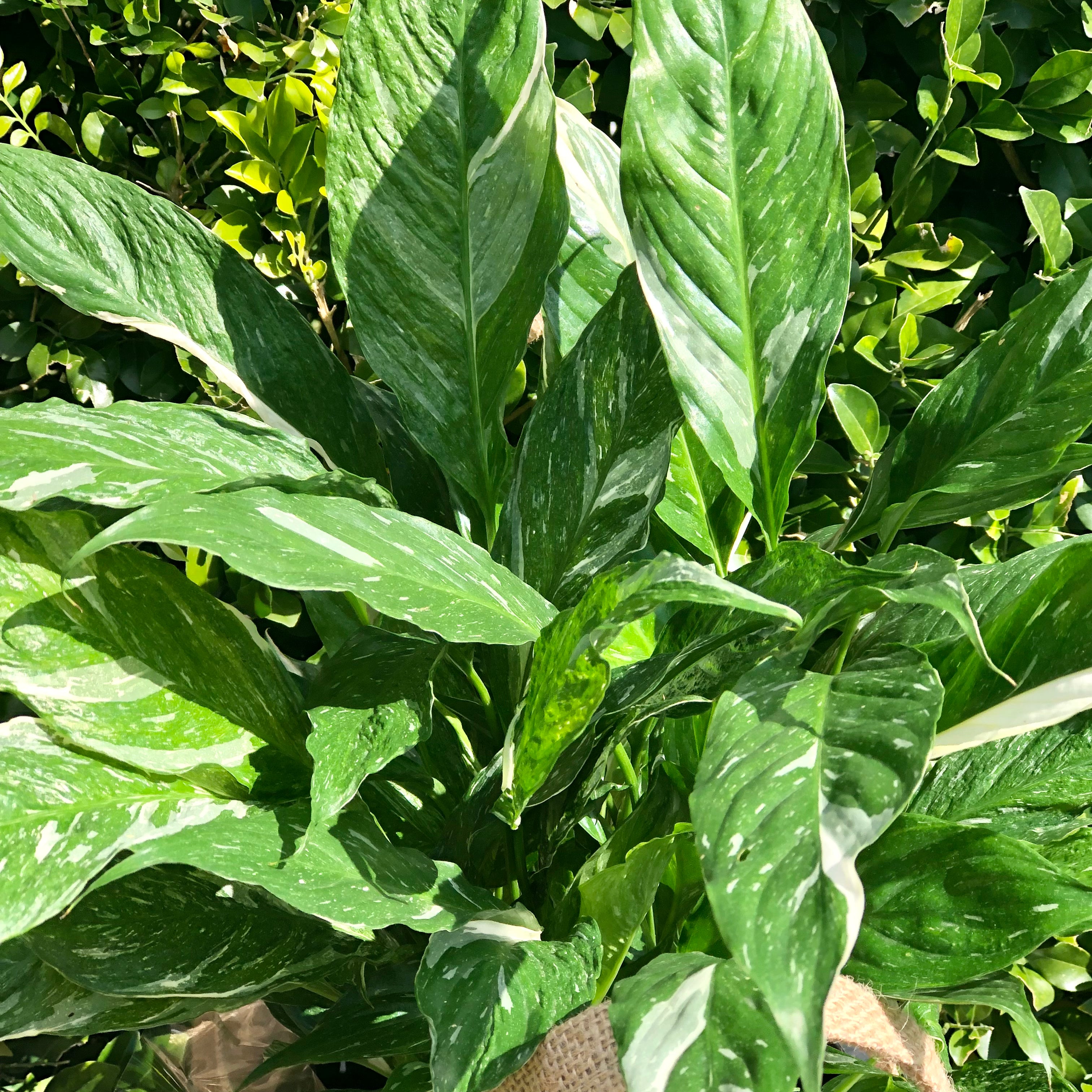 Variegated Spathiphyllum 'Domino' - Rare Peace Lily Houseplant for Home & Office Decor - Perfect for Indoor Spaces, Gifts & Air Purification