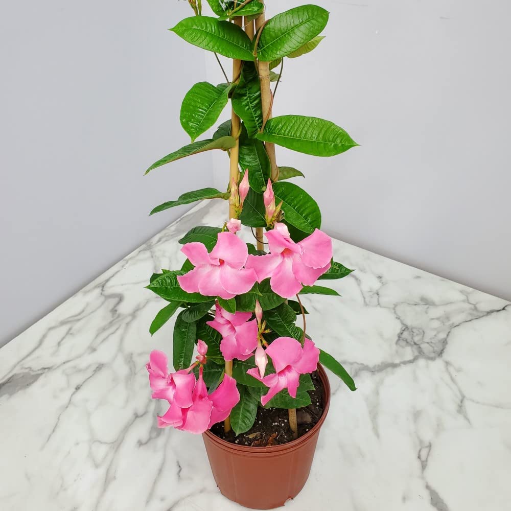 Pink Giant Mandevilla Vine Plants - 36