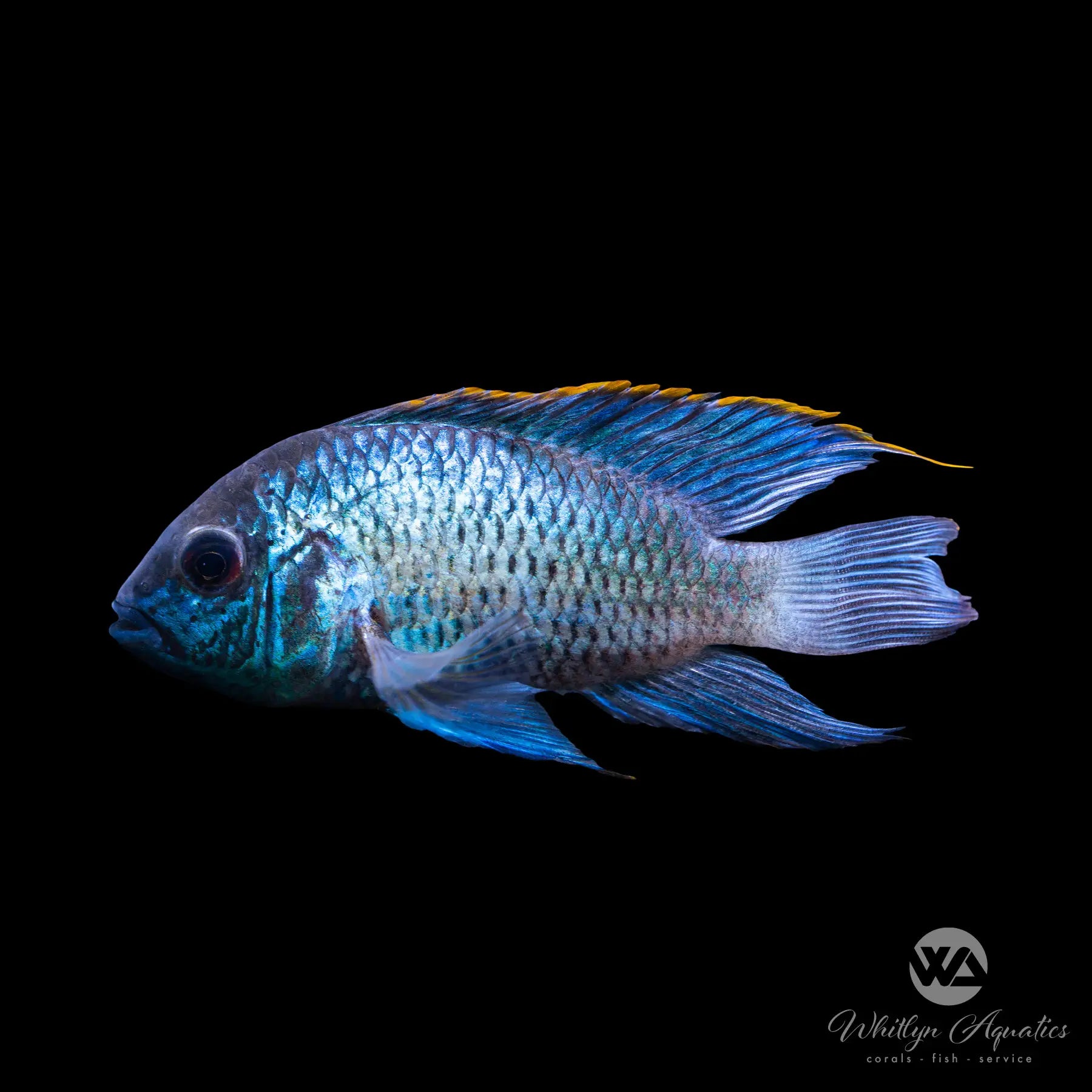 Electric Blue Acara Fish (Andinoacara pulcher) - Live Aquarium Fish for Freshwater Tanks, Stunning Blue Cichlid for Home & Office Aquariums