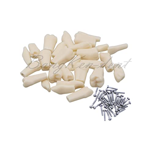 Dental Typodont Model for Frasaco AG3 - 32 Pcs Removable Teeth for Teaching, Practice & Study - Replacement Teeth M8022 Compatible with M8014 - Perfect for Dental Students, Professionals & Training Clinics