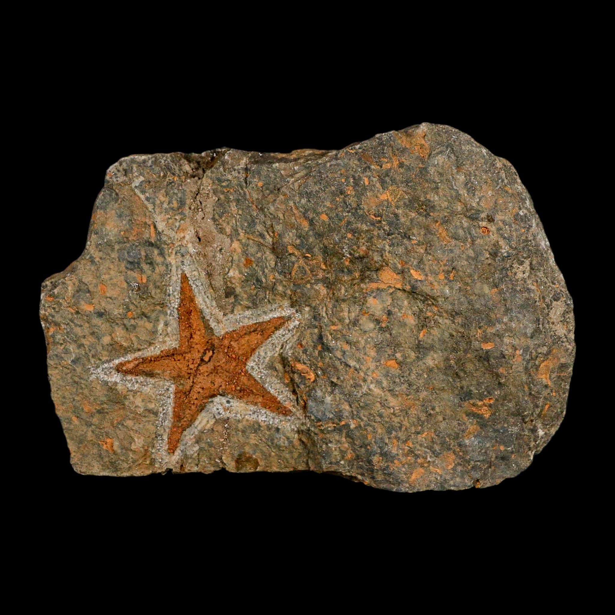 39MM Brittlestar Petraster Starfish Fossil - Ordovician Age Blekus Morocco with COA - Perfect for Fossil Collectors, Home Decor, and Educational Displays