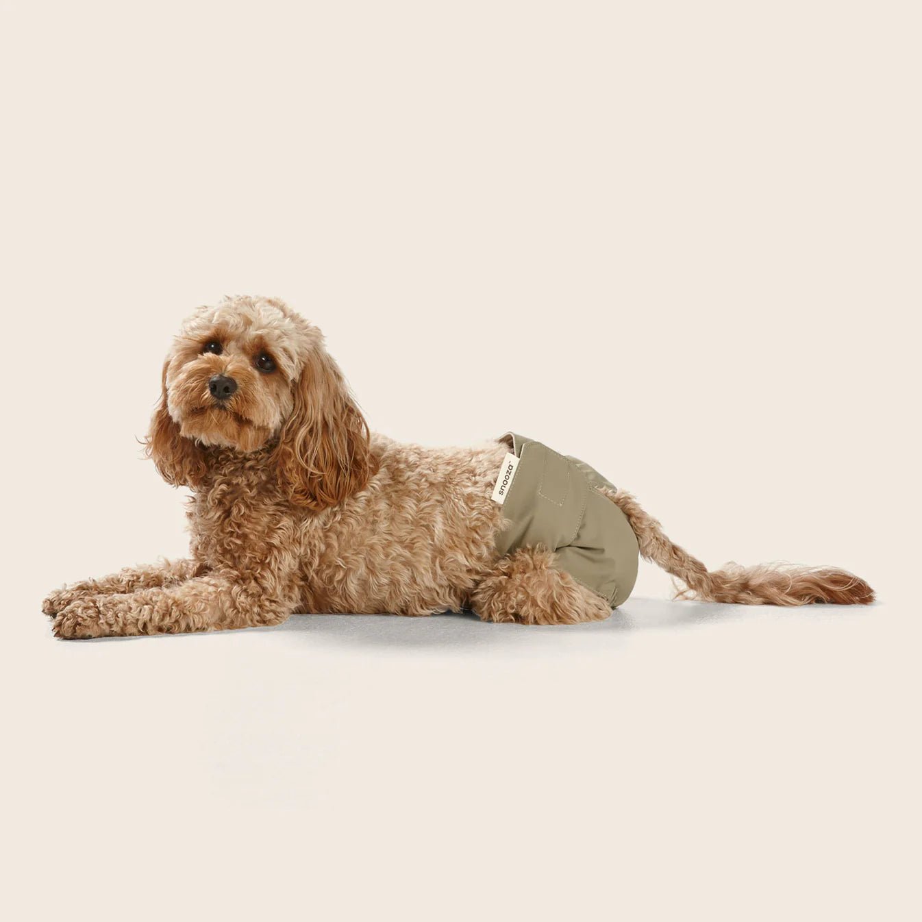Washable Female Dog Diapers - Reusable Twin Pack for Incontinence & Heat, Perfect for Indoor Use & Travel