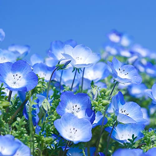 Eden Brothers Baby Blue Eyes Flower Seeds - Non-GMO, Heirloom Seeds for Home Garden, Landscaping & DIY Bouquets