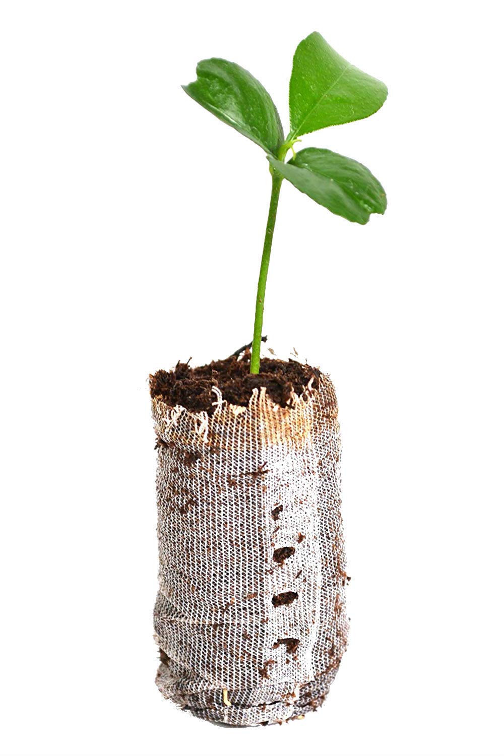 3 Honey Tangerine Trees Live Plants - Citrus Reticulata Murcott Starter Plugs - Small Citrus Fruit Trees for Home Garden, Patio or Backyard Planting - Perfect for Fresh Juice, Snacking & Landscaping