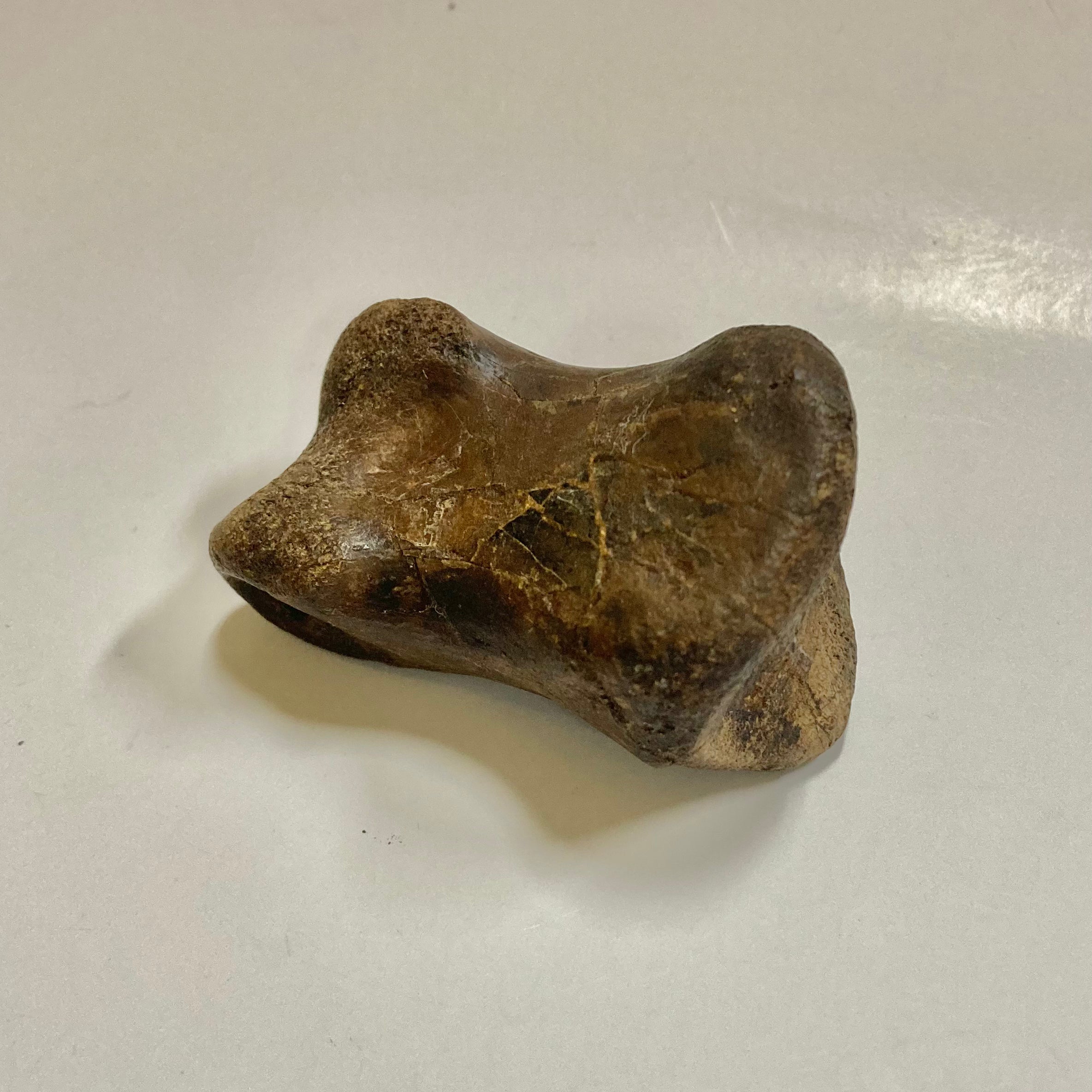 Authentic Ornithomimidae Dinosaur Finger Bone Fossil - Rare Collectible for Paleontology Enthusiasts & Science Education - Perfect for Display, Gifts, and Museum Exhibits