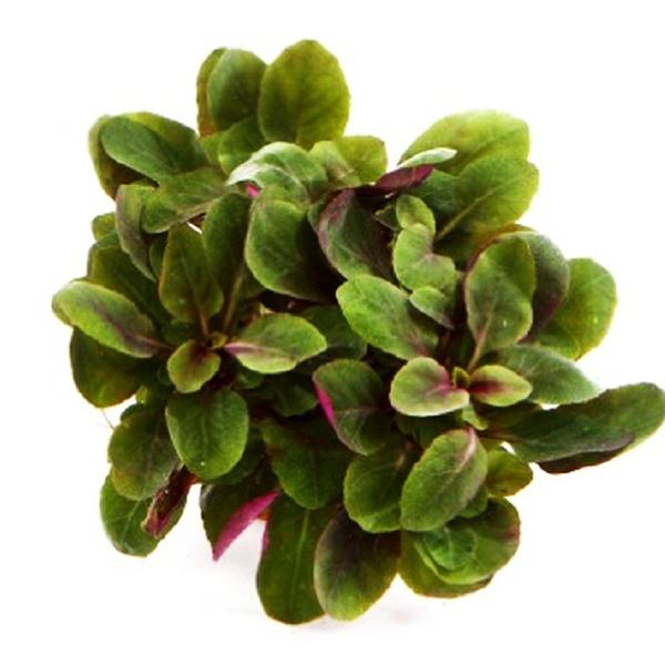 TCulture Lobelia Cardinalis (TC Cup) - Premium Aquatic Plants for Aquariums & Ponds | Ideal for Water Gardens, Fish Tanks & Aquatic Landscaping