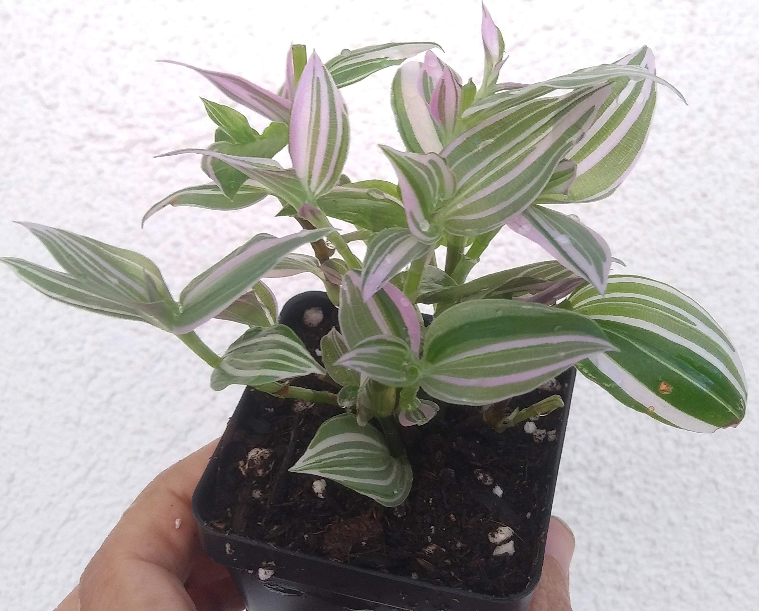 Wandering Jew Lilac Potted Plant - Rare Indoor Houseplant in 2.5 Inch Pot | Perfect for Home Decor, Office Plants & Gift Ideas