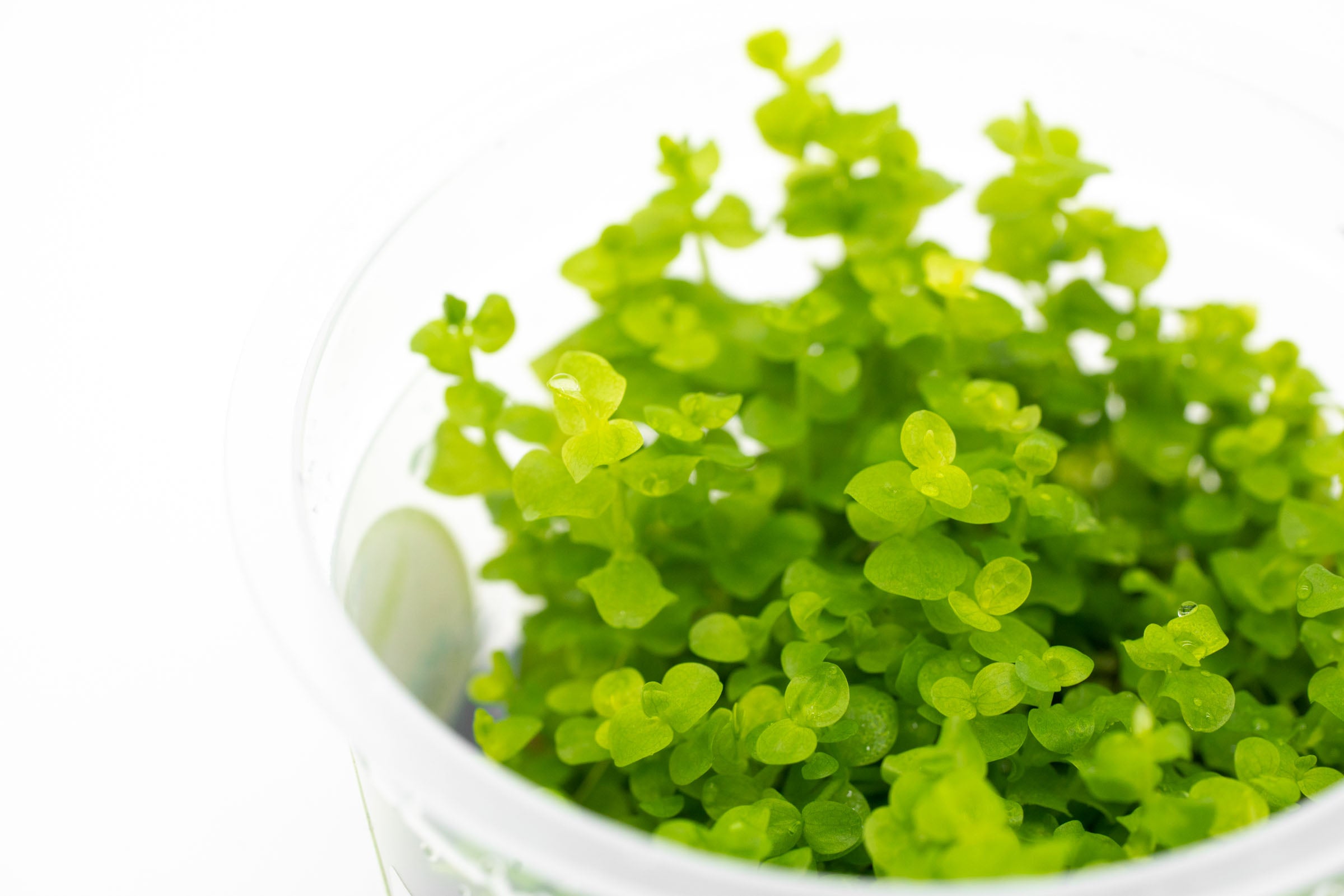 Micranthemum Umbrosum - Live Aquatic Plant for Freshwater Aquariums | Perfect for Aquascaping, Shrimp Tanks & Nano Tanks