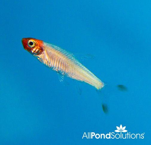 Rummynose Rasbora & Sawbwa Resplendens - Live Tropical Fish for Freshwater Aquariums | Perfect for Community Tanks & Nano Aquascapes