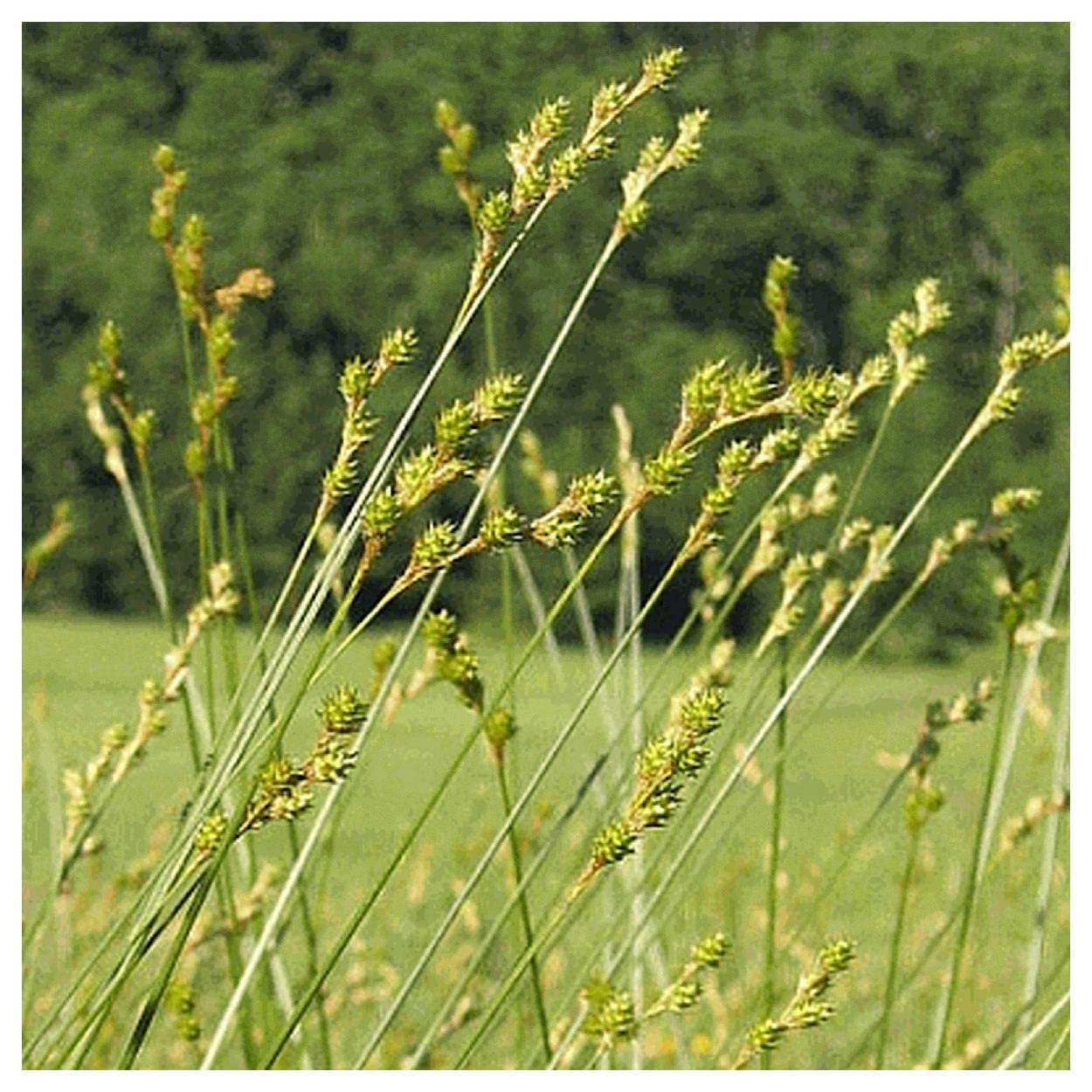 Everwilde Farms - 1000 Plains Oval Sedge Native Grass Seeds (Carex brevior) - Gold Vault Jumbo Seed Packet for Landscaping, Erosion Control & Wildlife Habitat