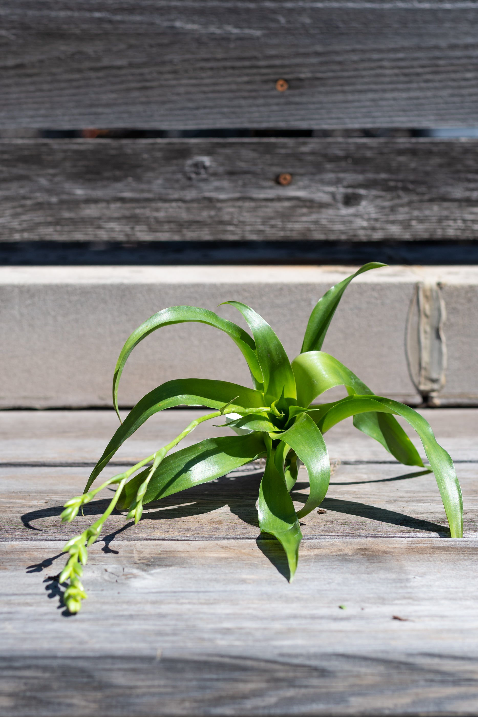 Catopsis Morreniana Air Plant - Unique Tillandsia for Terrariums, Home Decor & Office Spaces