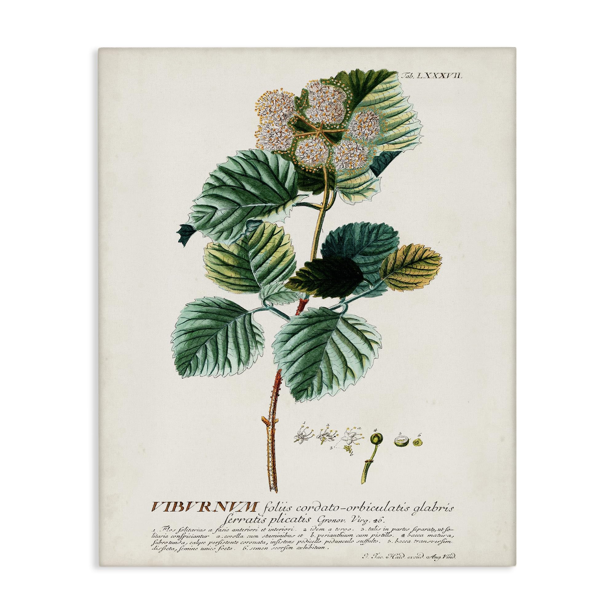 Stupell Industries Vintage Botanical Plant Illustration Canvas Wall Art - Multi-Color Seeds Design - Perfect for Living Room, Bedroom & Office Decor