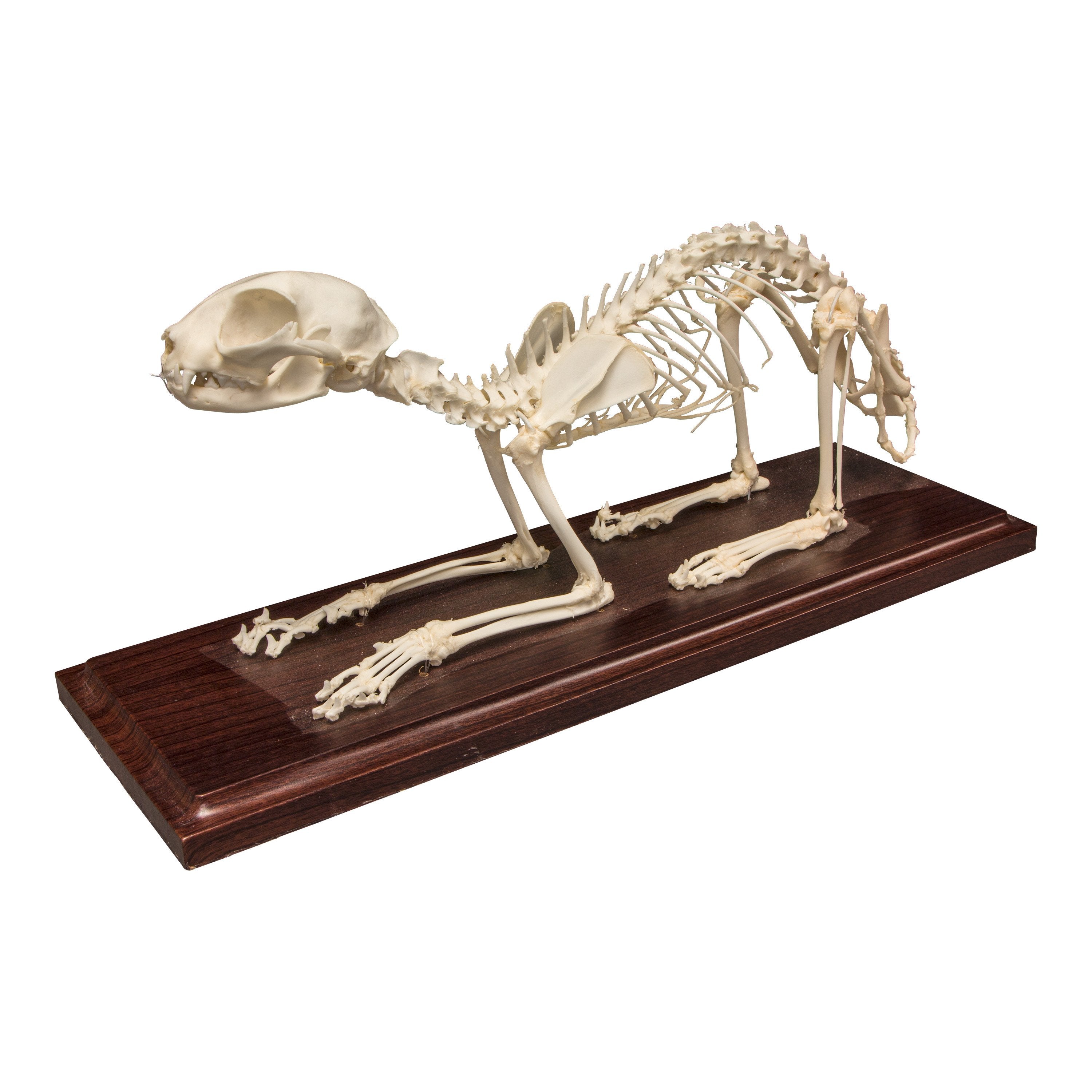 Real Domestic Cat Skeleton Specimen - High Quality Animal Anatomy Model for Veterinary Students & Science Education | Perfect for Classroom Display, Medical Study & Halloween Decor