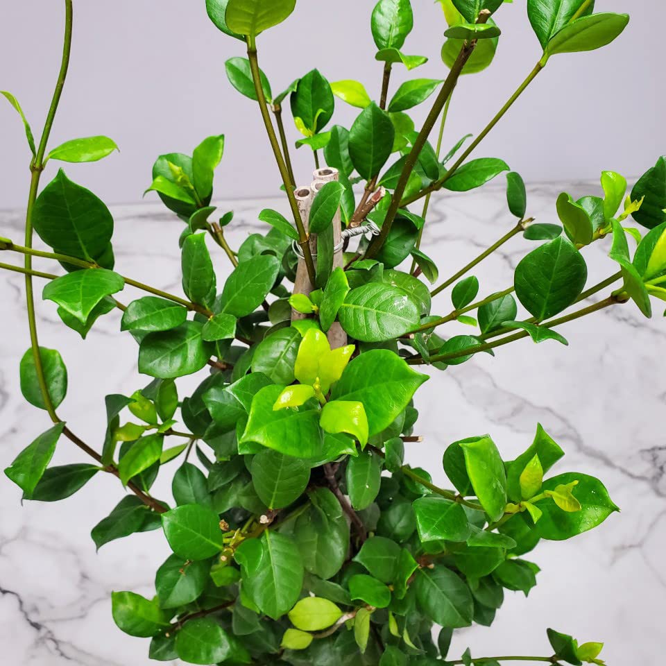 Confederate Jasmine Live Plant - 36