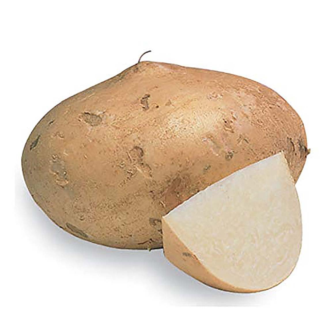 Organic Jicama Root Seeds - Pack of 20 Large Seeds for Planting | Grow Crisp, Sweet Jicama Plants with Multiple Edible Bulbs | Perfect for Home Gardens, Container Gardening & Fresh Salads