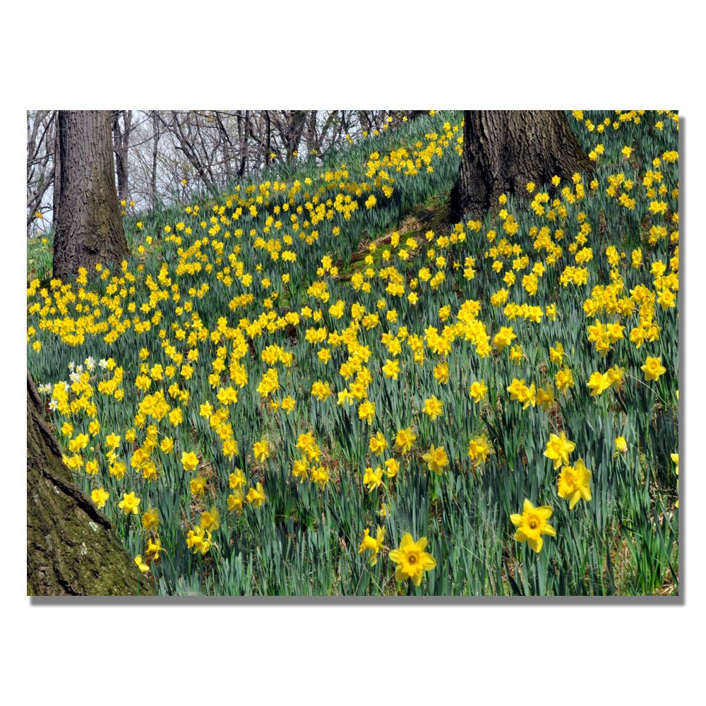 Trademark Fine Art Kurt Shaffer Hillside of Daffodils 30x47 Inch Canvas Wall Art - Perfect for Living Room, Bedroom & Office Decor