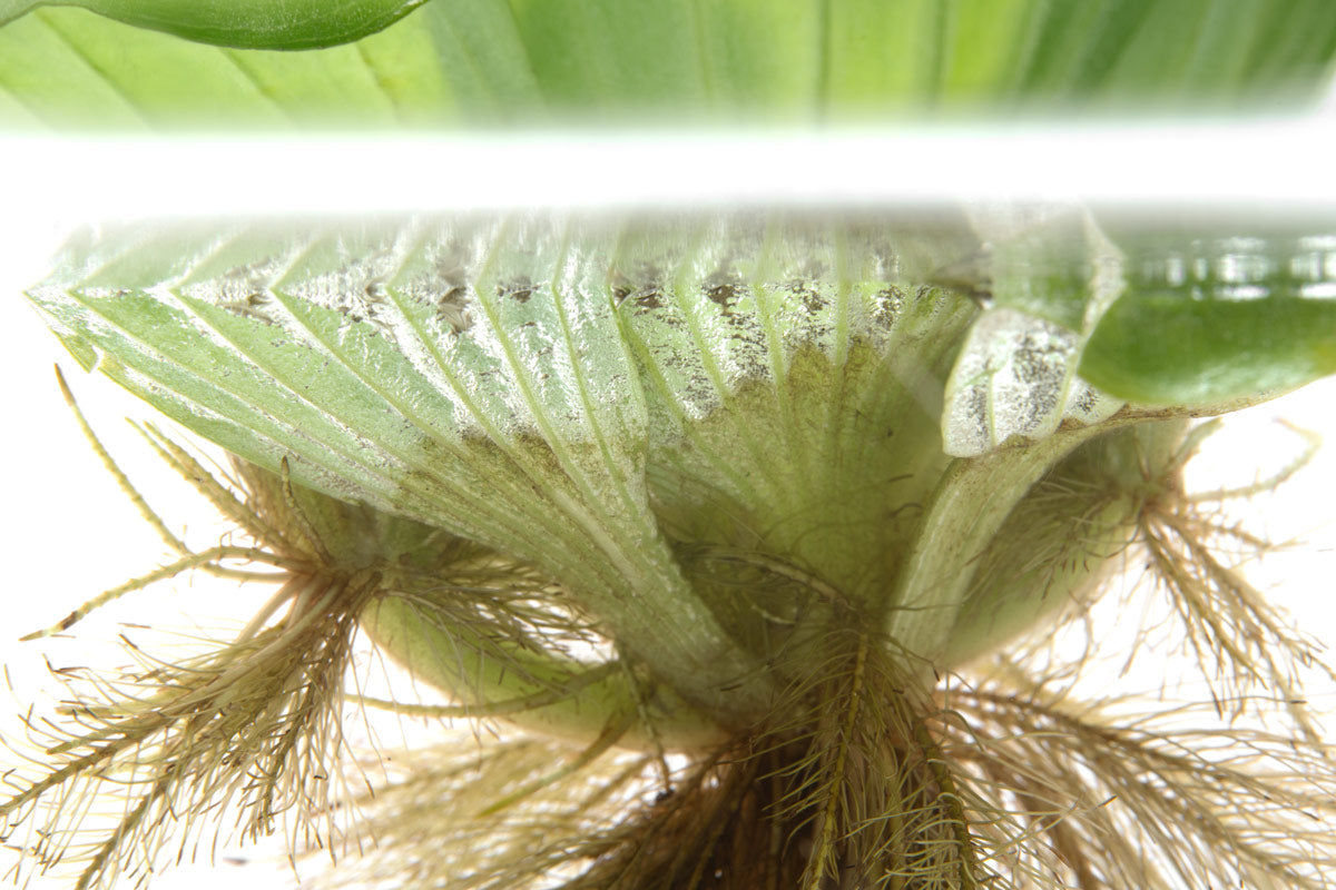 Pistia Stratiotes (Water Lettuce) - Floating Aquatic Plant for Ponds, Aquariums & Water Gardens | Natural Water Purifier & Fish Habitat