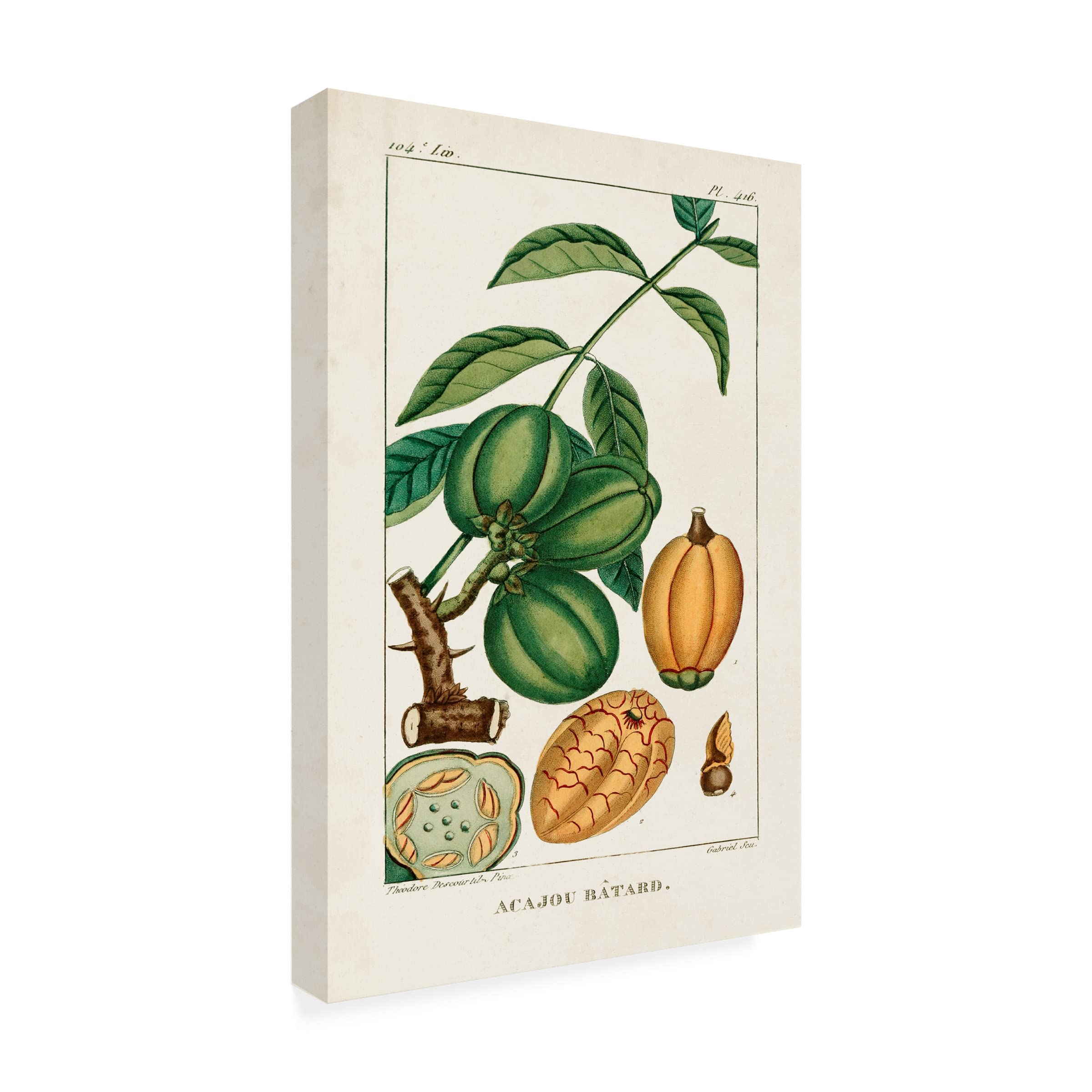 Trademark Fine Art 'Turpin Foliage And Fruit IV' Canvas Wall Art Print - Botanical Still Life Painting for Living Room, Bedroom & Office Decor