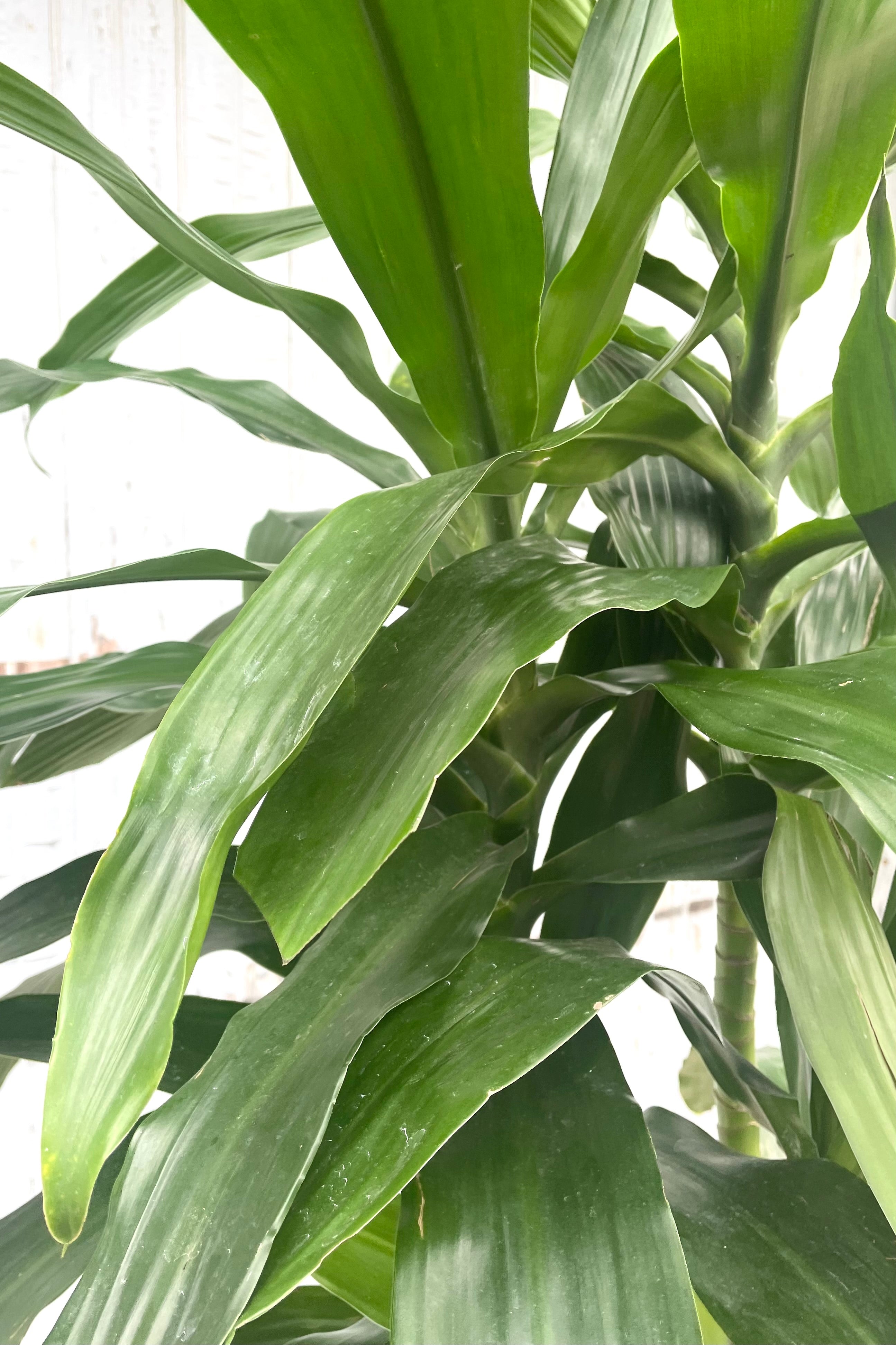 Dracaena 'Janet Craig' #2 Tips - Premium Indoor Houseplant for Home & Office Decor - Perfect for Living Rooms, Bedrooms, and Workspaces