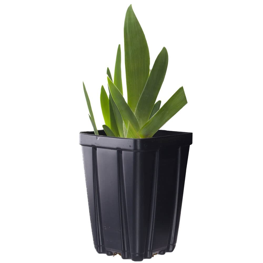 Big as The Moon Bearded Iris Potted Plant - Fragrant Large Golden Yellow Perennial Flowers | Easy to Grow, Blooms Twice | Perfect for Garden Borders, Cut Flower Arrangements & Outdoor Decor