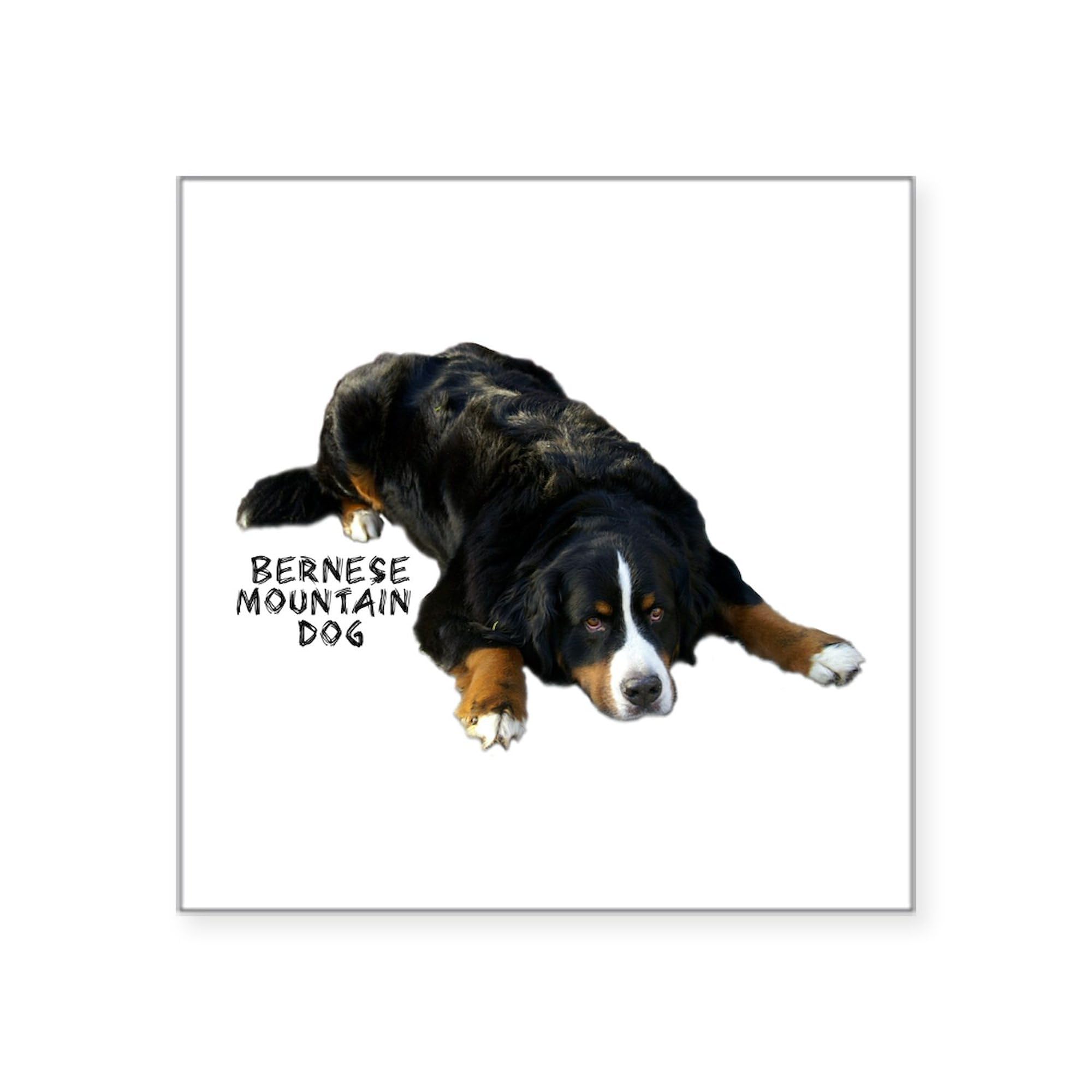 Berner Rug Pose Square Sticker - 3x3 Inch Car Bumper Decal for Vehicles, Laptops & Windows | Durable Vinyl Sticker for Cars, Trucks, Bikes & Home Decor