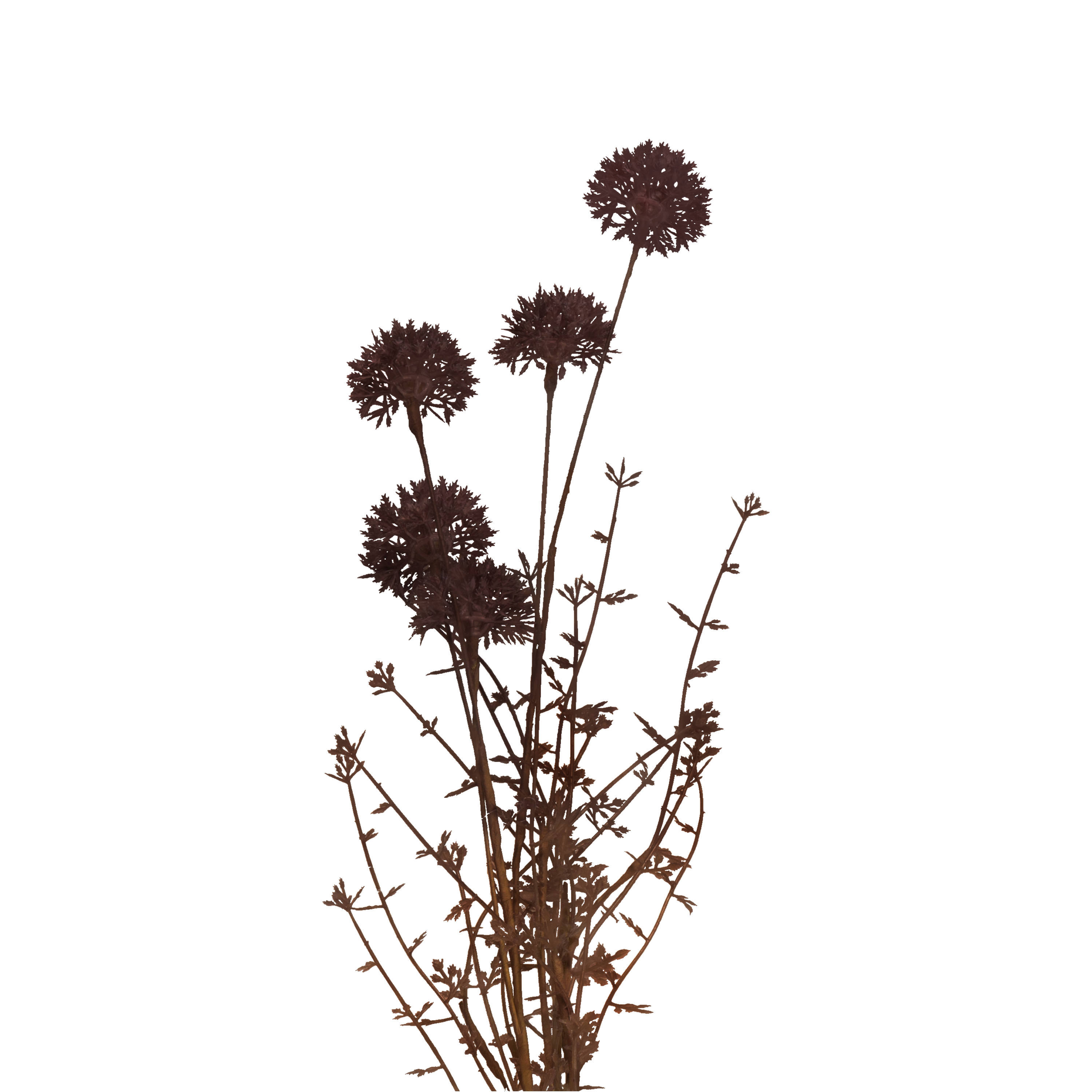 Melaleuca Stem 126982003300 - Natural Tea Tree Wood Sticks for Crafts, DIY Projects & Aromatherapy - Perfect for Home Decor, Gardening, and Essential Oil Diffusers