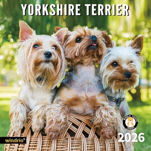 Yorkshire Terrier Puppies